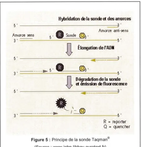 Figure  6 : principe de la  sonde Beacon® (Horejsh  et al,  2005) 