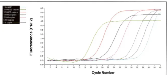 Figure 11: Courbes  d'amplification  d'une  série de  dilutions d'ADN  de  T.  gondii  (1à100 000  génomes par  prise d'essai),  amorces 0,5 µmol/I, température d'hybridation 62°C 