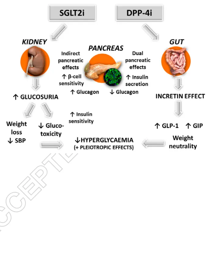 Figure 1: Illustration of the complementary glucose-lowering activities of DPP-4 inhibitors  (DPP-4i) and SGLT2 inhibitors (SGLT2i) in type 2 diabetes