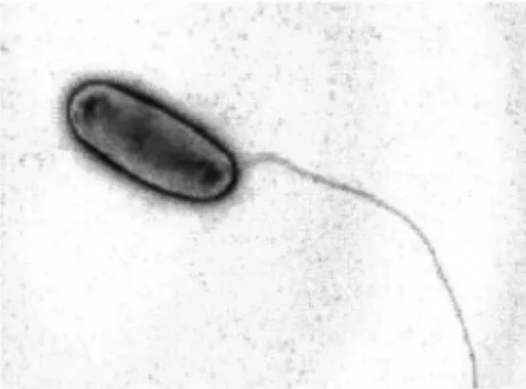 Figure  2 .  Legionella pneumophila. 