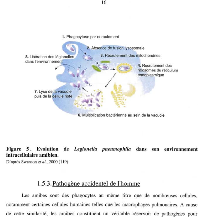 Figure  5 .  Evolution  de  Legionella  pneumophila  dans  son  environnement  intracellulaire amibien