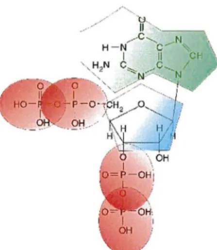 Figure 8 . Structure chimique de ppGpp. 