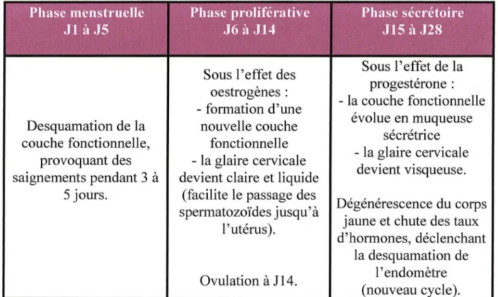 Tableau III: les différentes phases du cycle menstruel. 