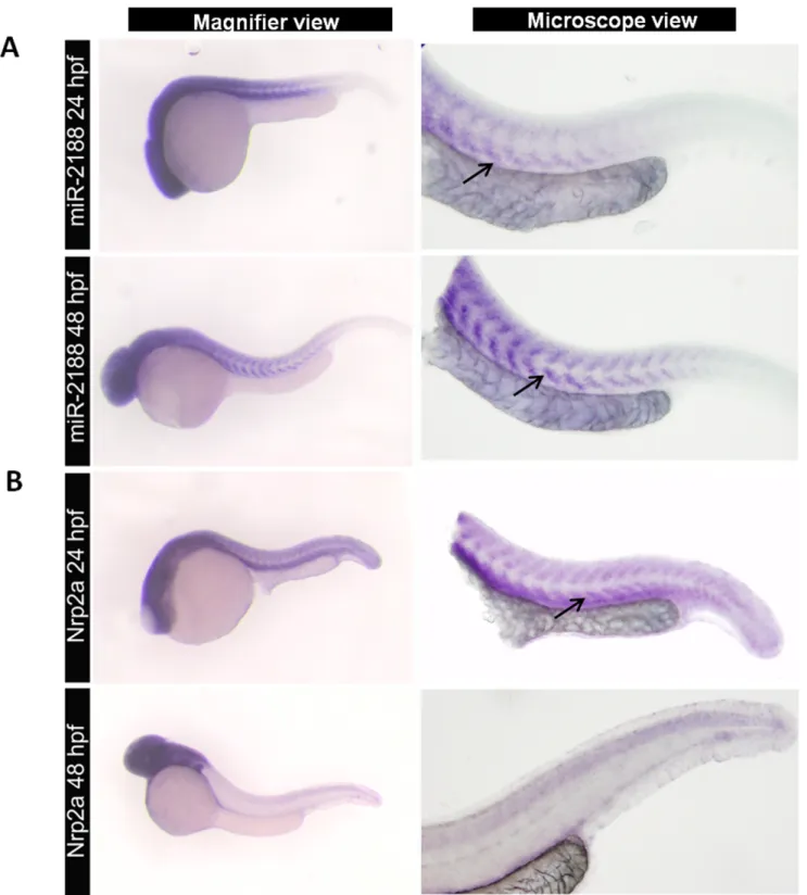 Figure 1. Expression of miR-2188 and Nrp2a in zebrafish embryos. A) ISH of miR-2188 at 24 hpf showed low expression on the trunck and tail, however it increased at 48 hpf between the somite boundaries