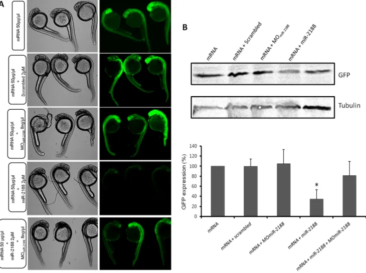 Figure 5. GFP rescue sensor assay. A) Single cell embryos were injected with the GFP reporter (50 ng/mL) in the presence or absence of MO miR- miR-2188 , miR-2188 and scrambled duplexes or a mixture of both MO miR-2188 and miR-2188 duplex