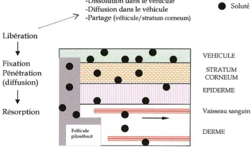 Fig. 4 : Représentation schématique du mécanisme de l'absorption percutanée. (j'vfodifié de Noizet, 2000)