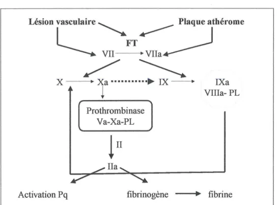 Figure 1 : Schéma in vivo de la coagulation (54) 