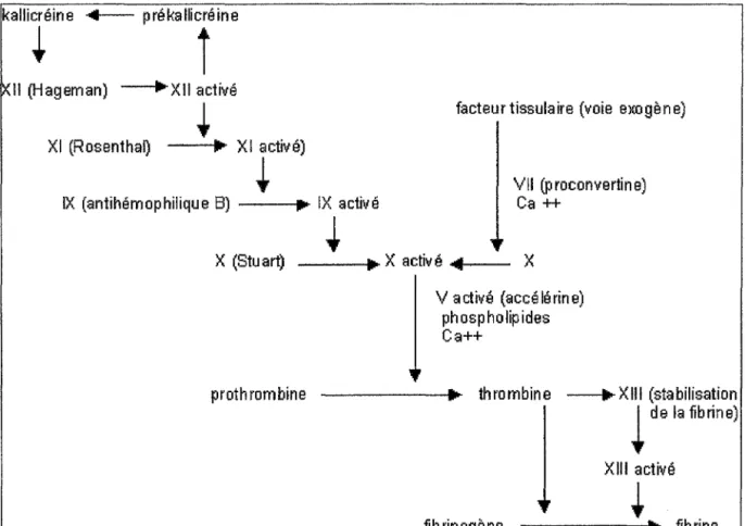 Figure 2: Mécanisme in vitro de la coagulation (6)  kallicréine  -4- prékallicréine 