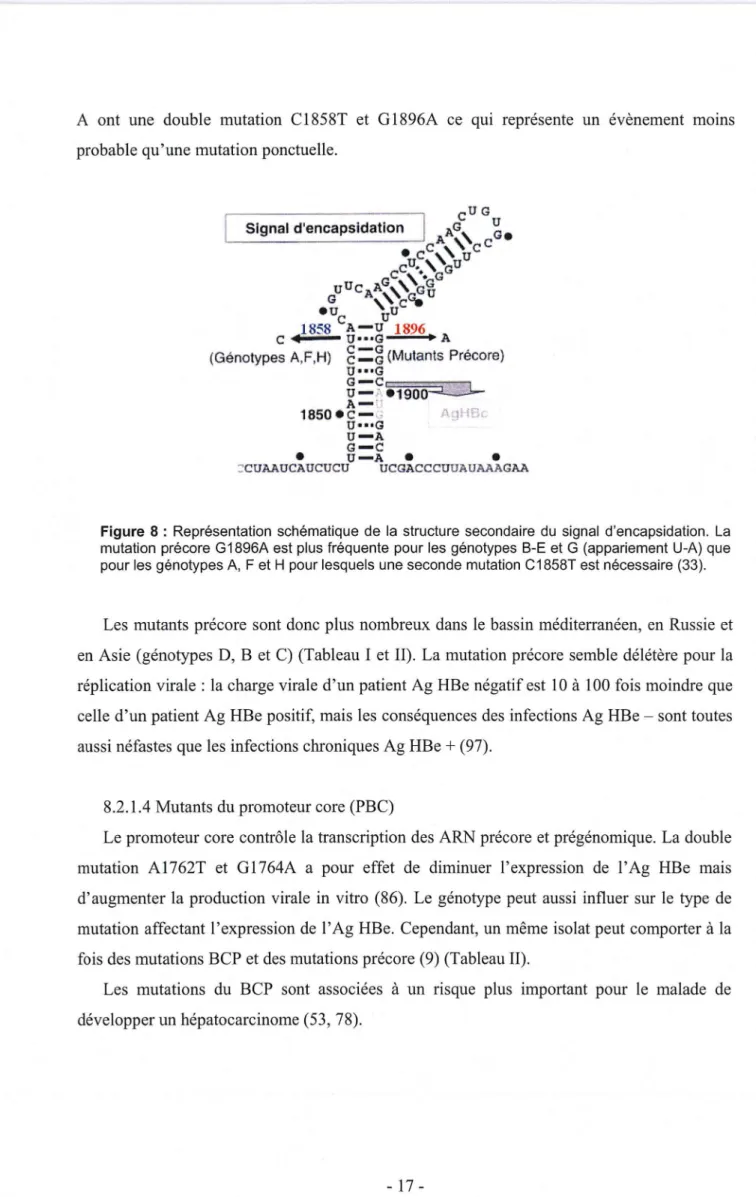 Figure 8 :  Représentation  schématique  de  la  structure  secondaire  du  signal  d'encapsidation
