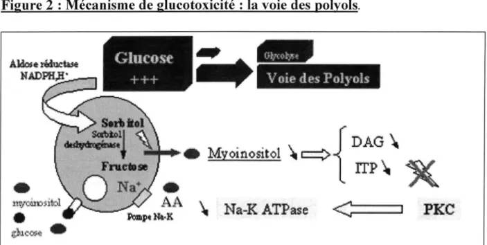 Figure 2 : Mécanisme de glucotoxicité : la voie des polyols . 