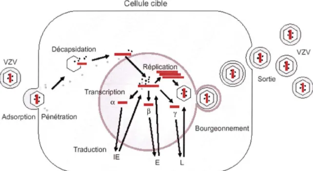 Figure n° 3.  Le  cycle infectieux du VZV.  «  D'après  La régulation des cycles infectieux du  virus et du zona  »  [34]