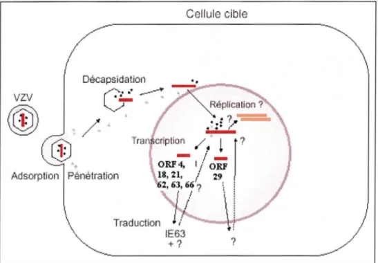 Figure  n°  5.  Le  cycle  infectieux  latent  du  VZV.  «  D'après  La  régulation  des  cycles  infectieux du  virus et du zona »  [34]