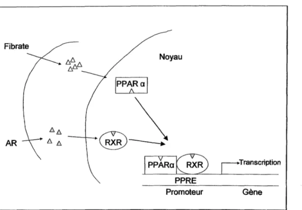 Figure 5: Mécanisme d'action des fibrates  [Luc G., 2001] 