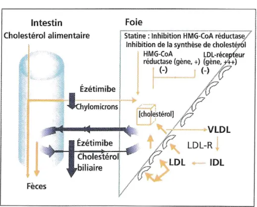 Figure 8:  Mécanisme d'action de l'association ézétimibe  +  statine. 