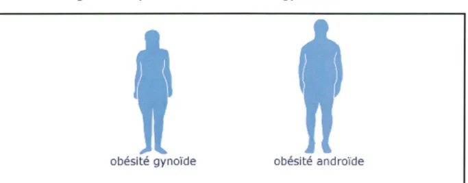 Figure 1  : Représentation de l'obésité gynoïde et androïde 