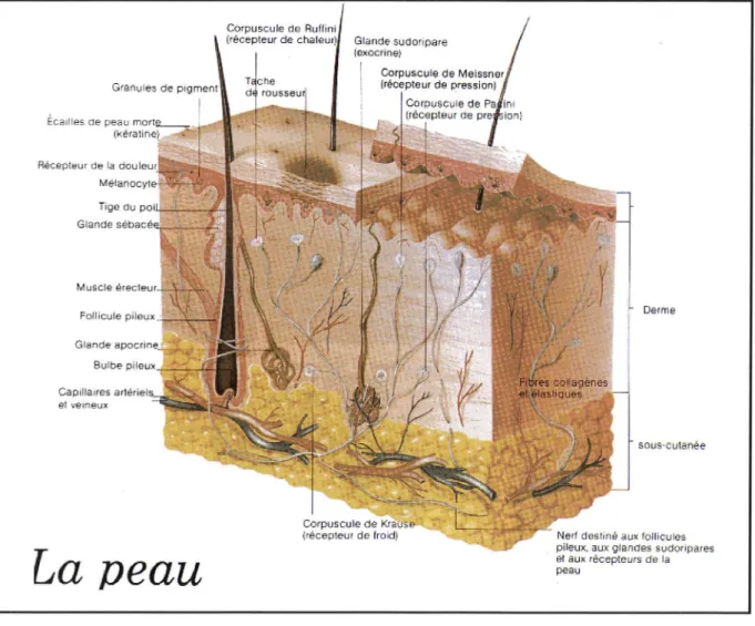 Figure 2   Coupe  transversa le  de  la  peau
