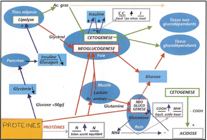 Figure 10 : Les voies métaboliques de la diète protéinée  (Protéifine-dossier médical)   -CETOGENESE  Glucose &lt;50glj  - COOH  PROT[INES  PROTÉINES  ..!!.._  +  N  + 