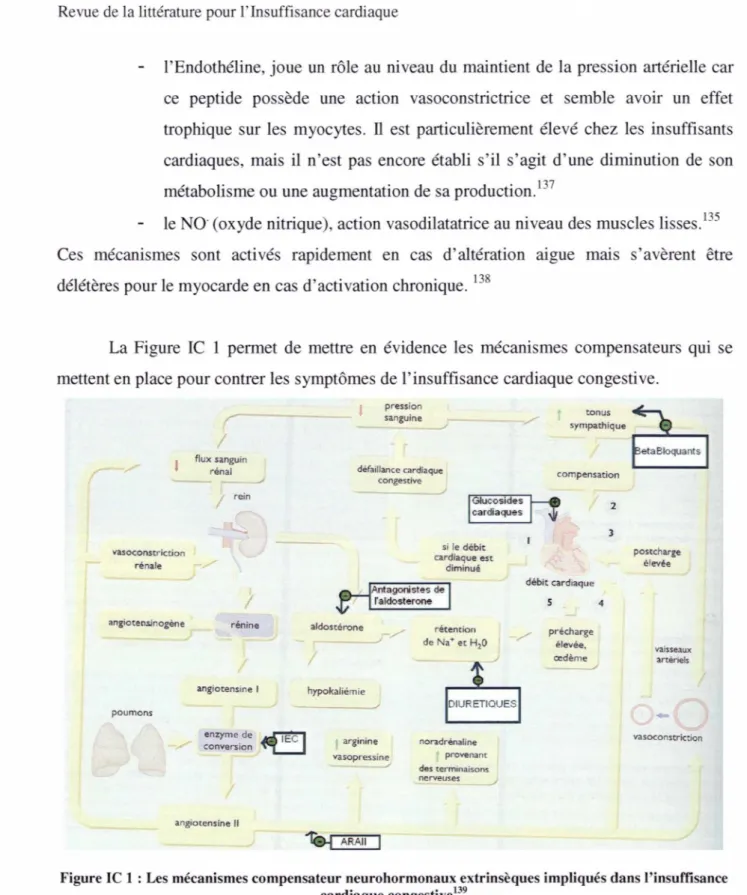 Figure IC 1 : Les mécanismes compensateur neurohormonaux extrinsèques impliqués dans l'insuffisance  cardiaque congestive 139 
