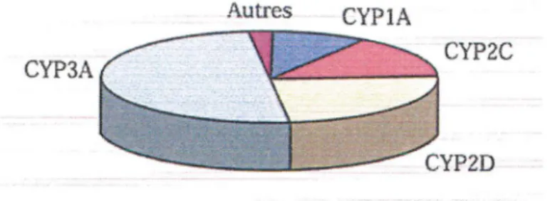 Figure  n°3  :  Proportions  relatives  des  médicaments  utilisés  en  clinique  et  métabolisés par  chacune des principales isoenzymes P450