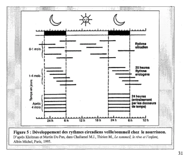 Figure 5 : Développement des rythmes circadiens veille/sommeil chez  le nourrisson. 