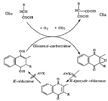 Figure 2. Site d'action de la vitamine K et de ses antagonistes 