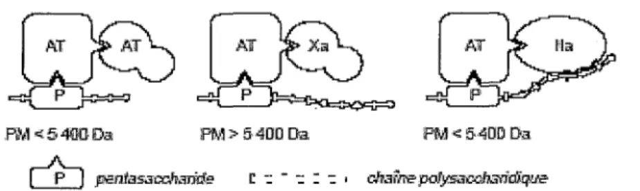 Figure 3. Représentation schématique des interactions entre héparine, antithrombine, facteur Xa et  facteur Ila 23 • 