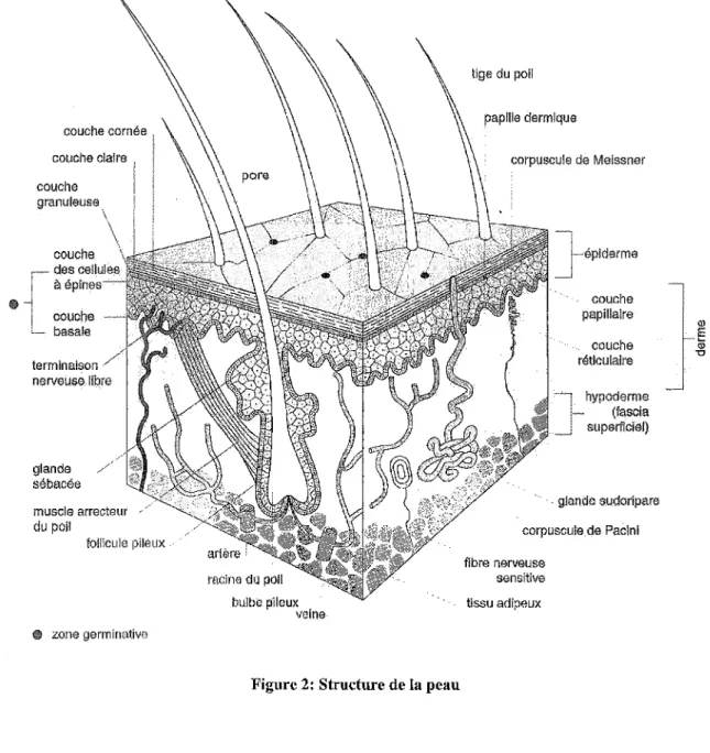 Figure 2: Structure de la peau 