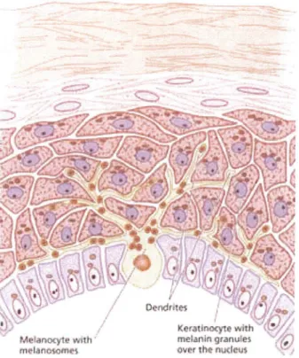 Figure 3 : Relation entre mélanocytes et kératinocytes 