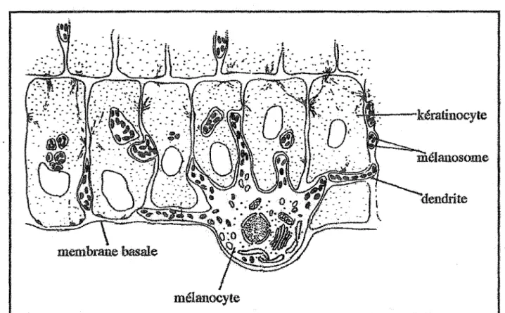 Figure 4: L'unité épidermique de mélanisation 
