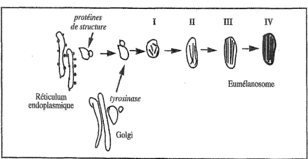 Figure 5: Opacification des mélanosomes au cours de la synthèse des eumélanines 