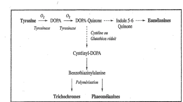 Figure 6:  Principales étapes de la synthèse des mélanines 
