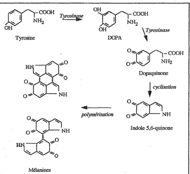 Figure 7: Oxydation, cyclisation et polymérisation pour aboutir aux eumélanines 