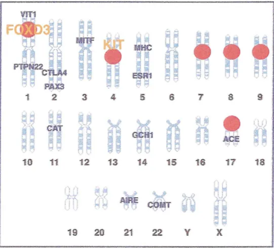 Figure 10: Génétique du vitiligo: en  bleu, les gènes incriminés par les études alléliques  et en rouge les loci repérés par les études de liaison 