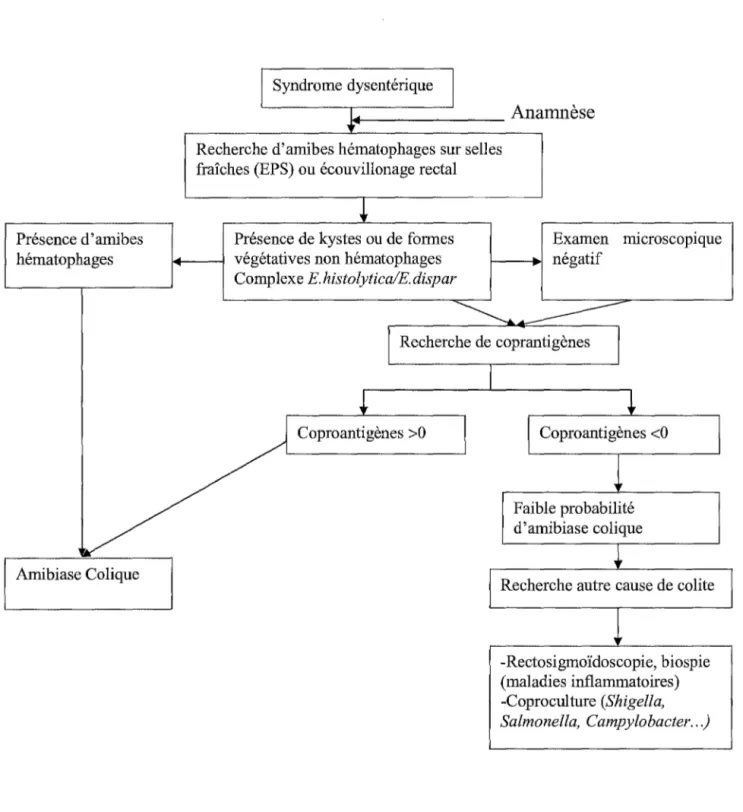 Diagramme  décisionnel  du  diagnostic  en  cas  d'amibiase  intestinale,  d'après Merens 2005 