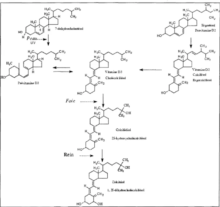 Figure 7. Synthèse de la vitamine D [54]  _.,...,._,~~CH;i  CH~  &#34;'1/  .ibïu.i.n.e