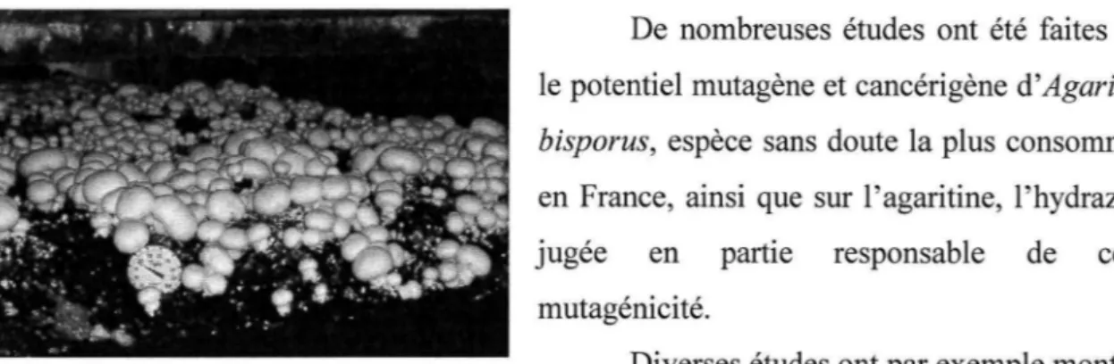 Fig. 20  : Culture d'  Agaricus bisporus 