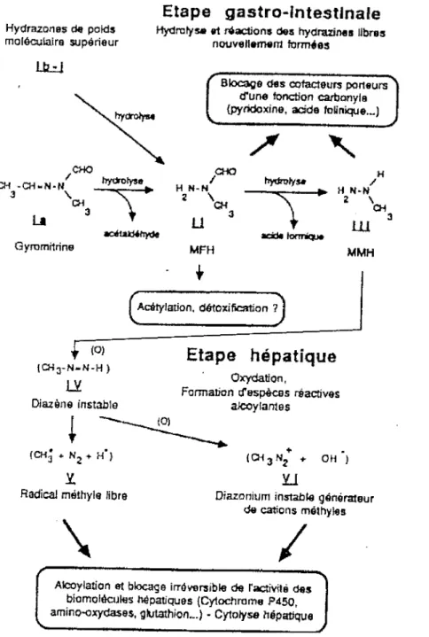 Fig. 5 : Métabolisme de la gyromitrine in vivo 