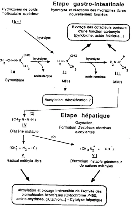 Fig. 5 : Métabolisme de la gyromitrine in vivo 