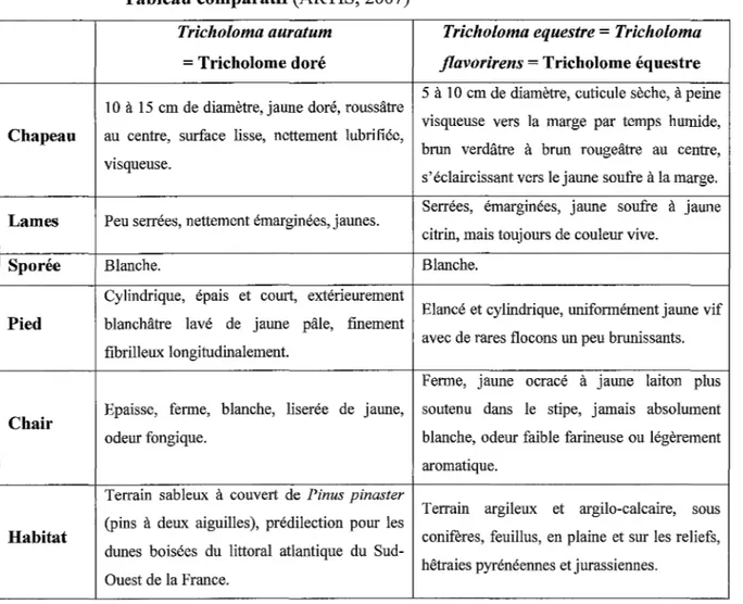 Fig. 6 : Tricholoma equestre 