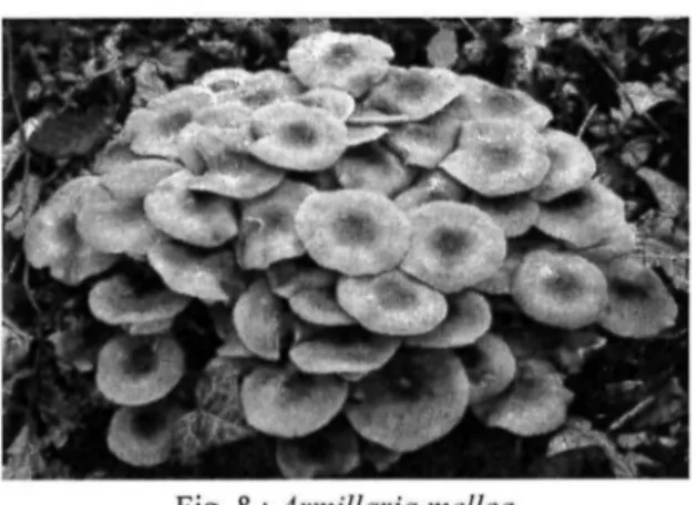 Fig.  8 :  Armillaria mellea  essai d'infertilité en boîte de Pétri (les 