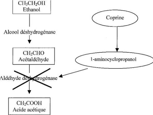 Fig. 14 : Action de la coprine sur le métabolisme de l'alcool 