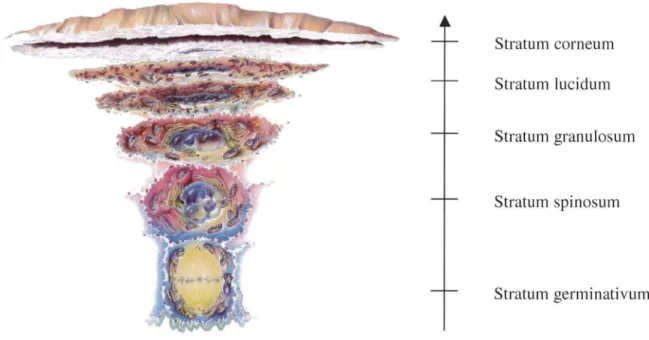 Figure 2:  Transformation d'un  kératinocyte au passage dans les différentes couches[SJ 