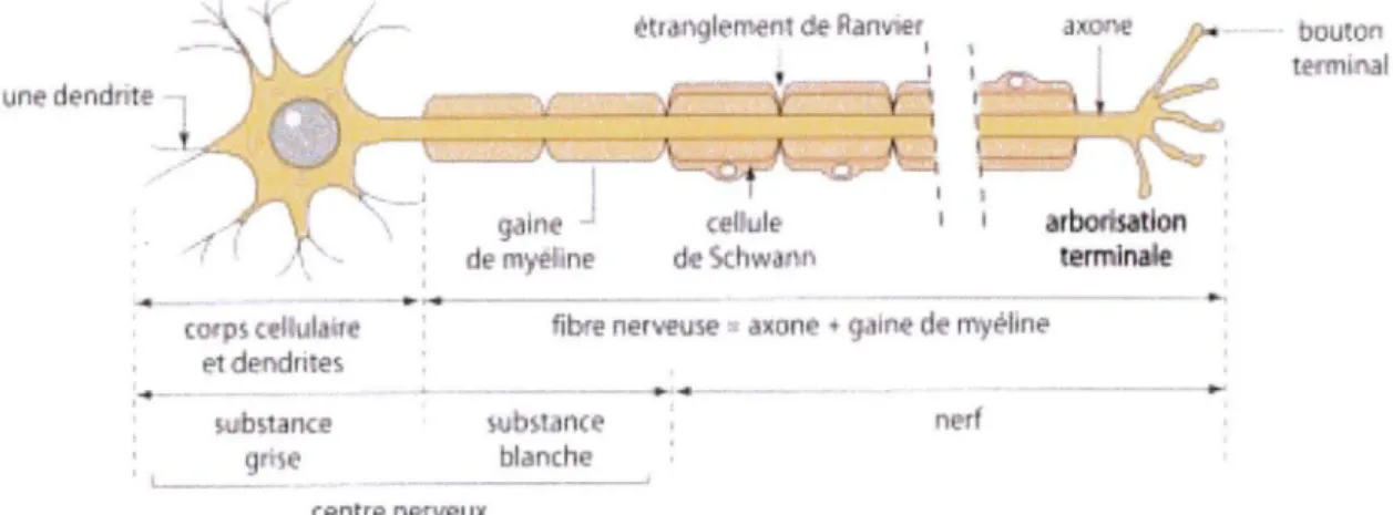 Figure 4 : Schéma d'un  neurone[SJ 