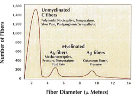 Figure 5 :  Les différentes fibres  nerveuses  [l  JJ 