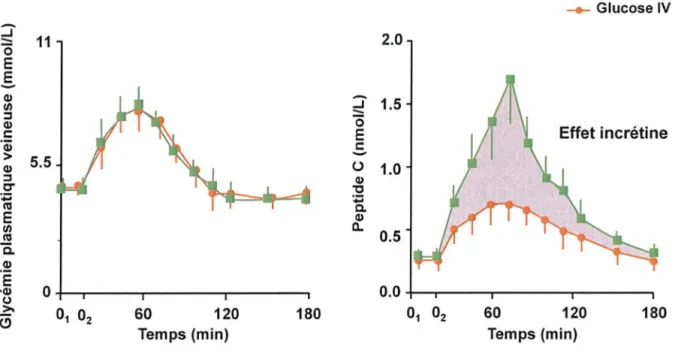 Figure  1 :  Réponse  insulinique  (représentée  par  la  concentration  de  peptide  C)  à  une  même  quantité  de  glucose,  administré  d' une  part par voie orale,  de l'autre par voie  IV 6• 