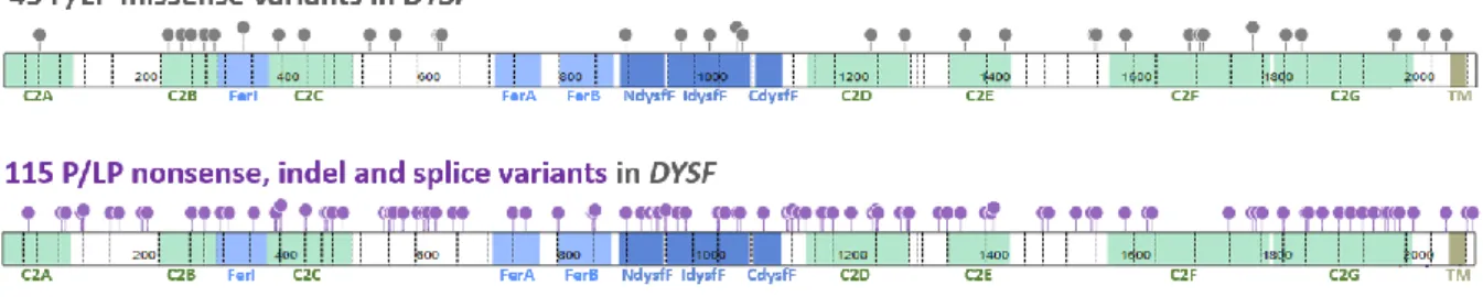 Figure 2: Distribution of Pathogenic and Likely pathogenic variants along the dysferlin  protein