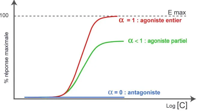 Figure 3 : illustration des différentes réponses pharmacologiques selon le type de ligand