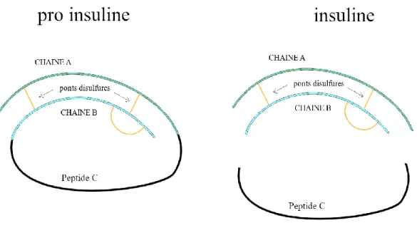 Figure 3 l’insuline est produite sous forme de pro insuline au sein du réticulum endoplasmique,  puis elles sera clivée en insuline et peptide C qui se retrouveront en quantité équimolaire au  sein des vésicules de sécrétion