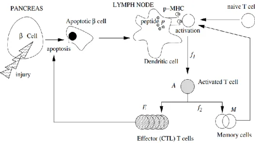 Figure 4 : Schéma de la présentation d'antigènes des cellules β des ilotes de Languerhans par  vagues successives au cours de la maturation des lymphocytes T 24