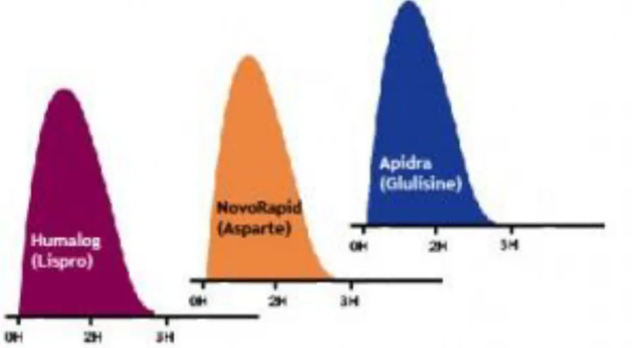 Figure 6 Profil d'action des inulines ultra rapide 